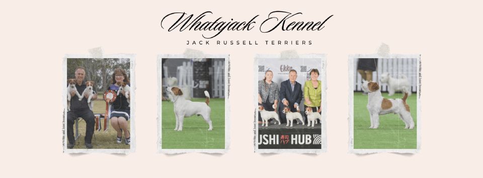 Welcome to Whatajack Kennel